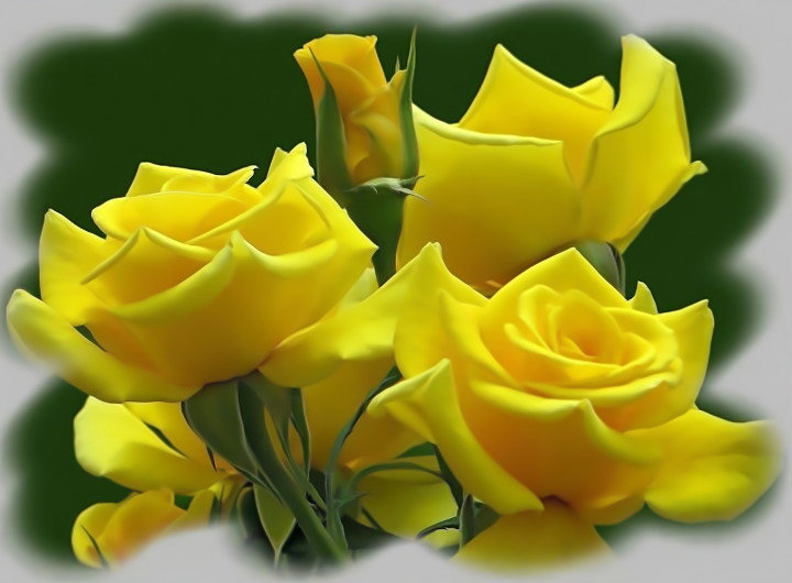 Жёлтые розы - желтые розы - оригинал