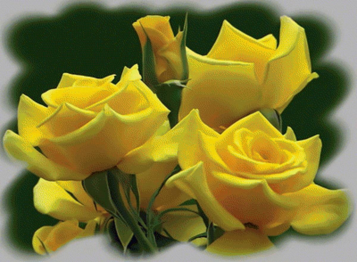 Жёлтые розы - желтые розы - предпросмотр