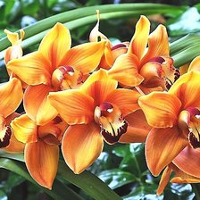 Схема вышивки «№1933554»