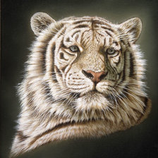 Схема вышивки «WhiteTiger Portrait.»