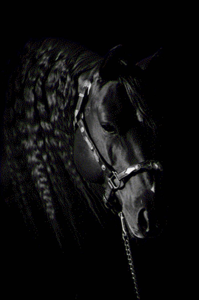 фото лошади на черном фоне