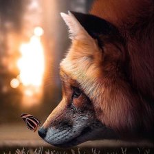 Схема вышивки «Лиса и бабочка»