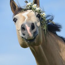 Схема вышивки «Лошадь»