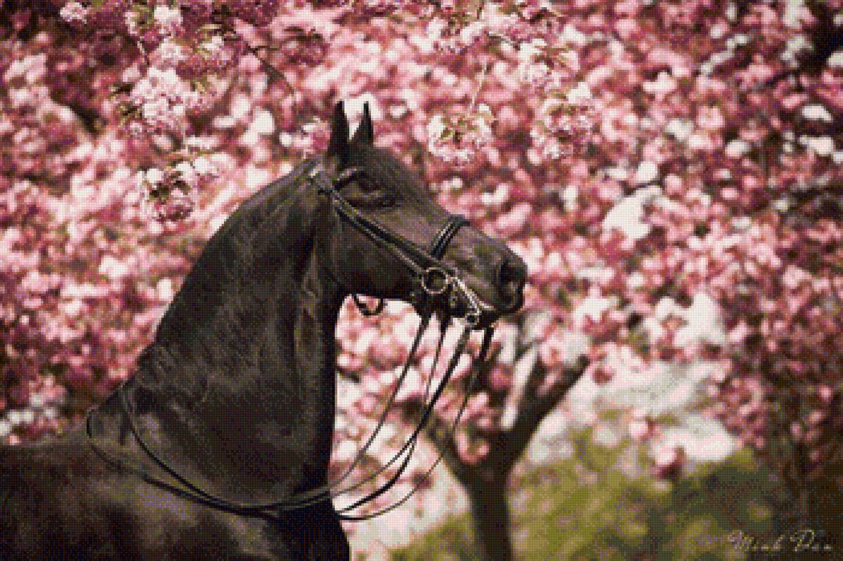 Лошадь - лошадь, фриз - предпросмотр