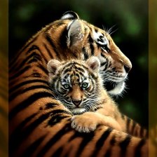 Тигрица и тигрёнок.