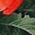 Предпросмотр схемы вышивки «Маки» (№1934713)