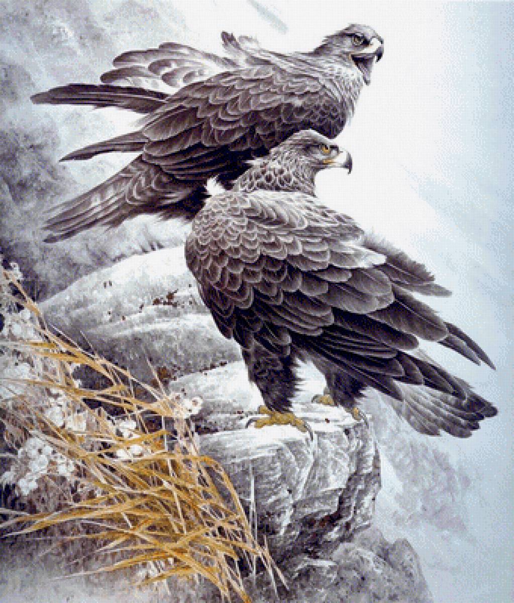 Беркуты 2 - птицы - предпросмотр