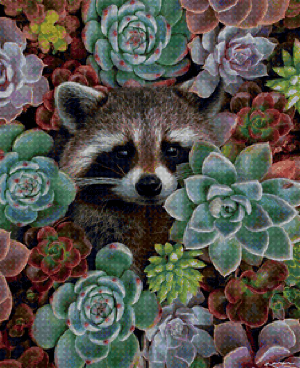 Енот - цветы, растения, енот - предпросмотр