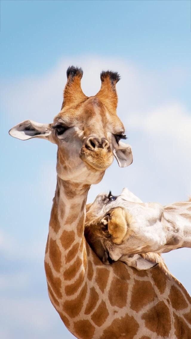 Жирафы - жираф, жирафы - оригинал
