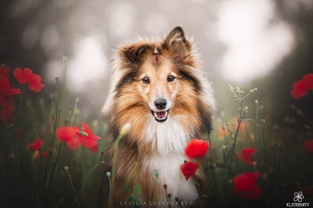 Друг - собаки, животные - оригинал