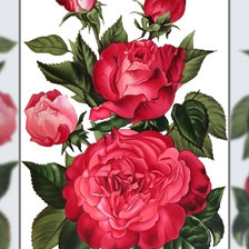 Схема вышивки «Розы.»