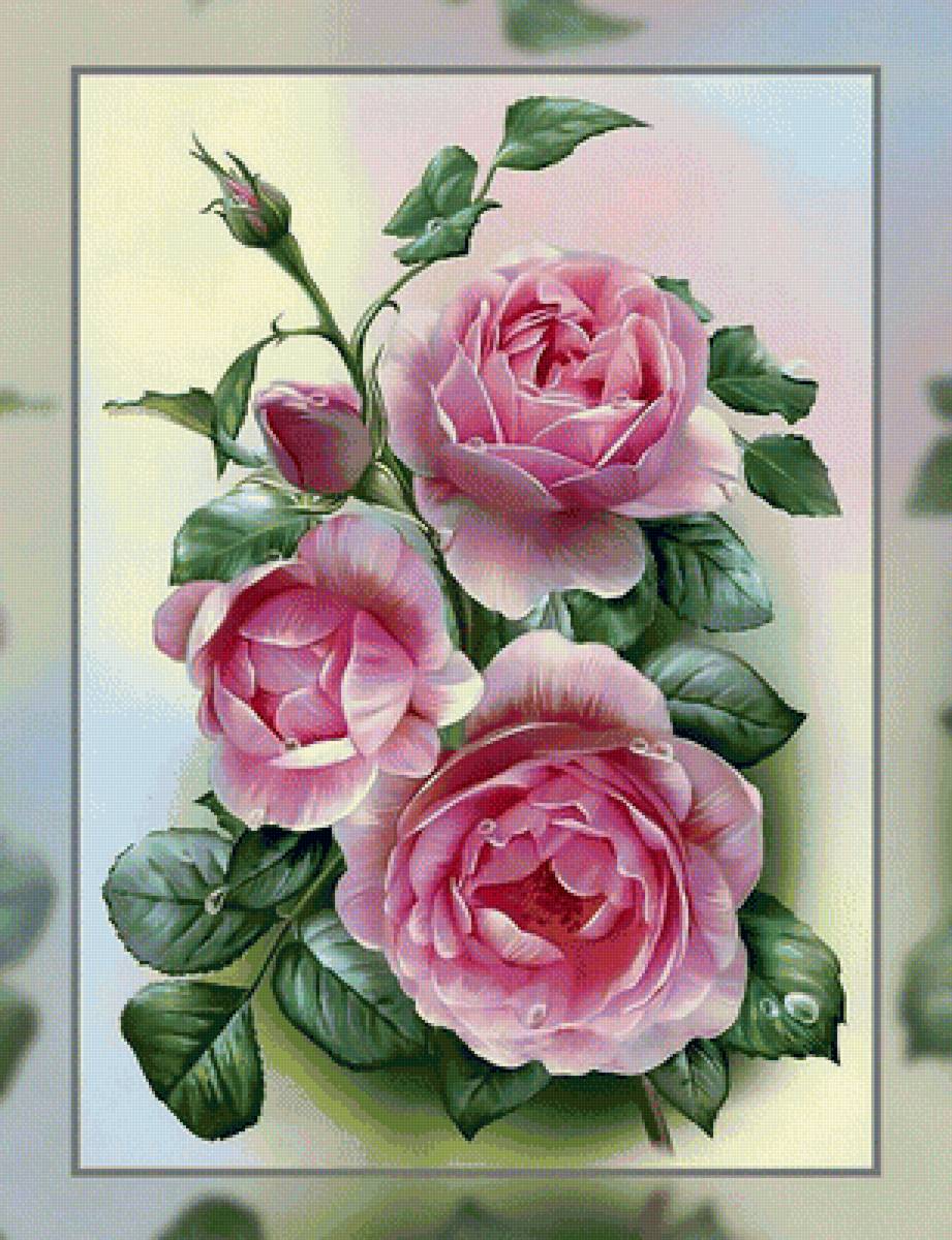 Роса на розах. - капли., розы, роса, цветы - предпросмотр