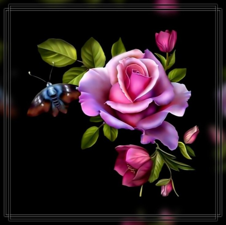 Роза в черном. - черный., фон, роза, цветок - оригинал