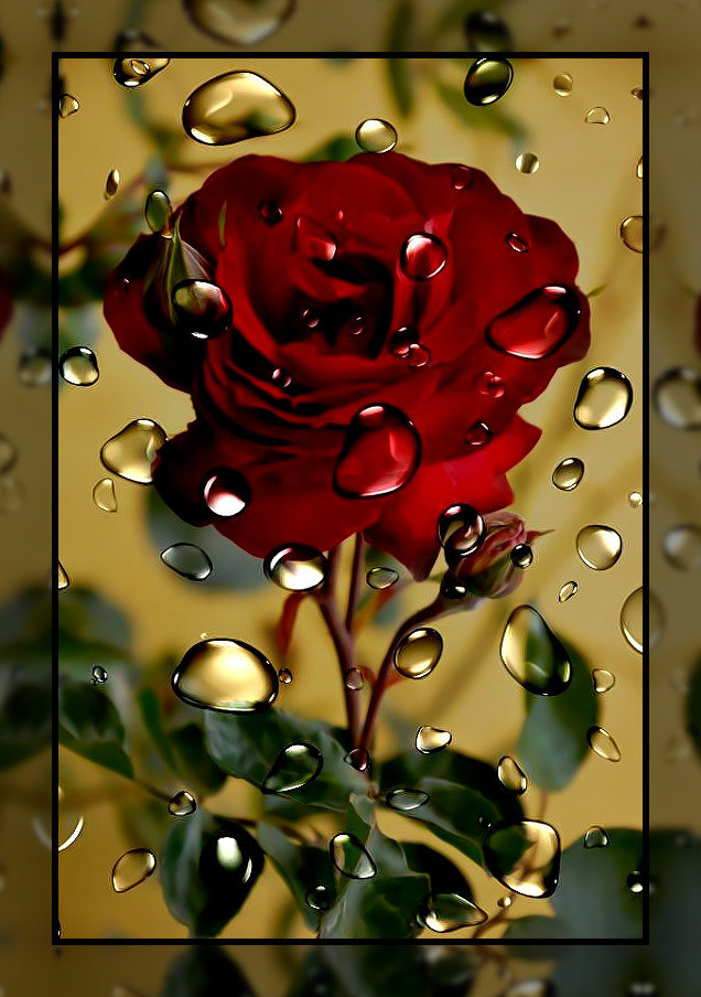 Роза и капли. - роза, стекло., вода, капли, красный - оригинал