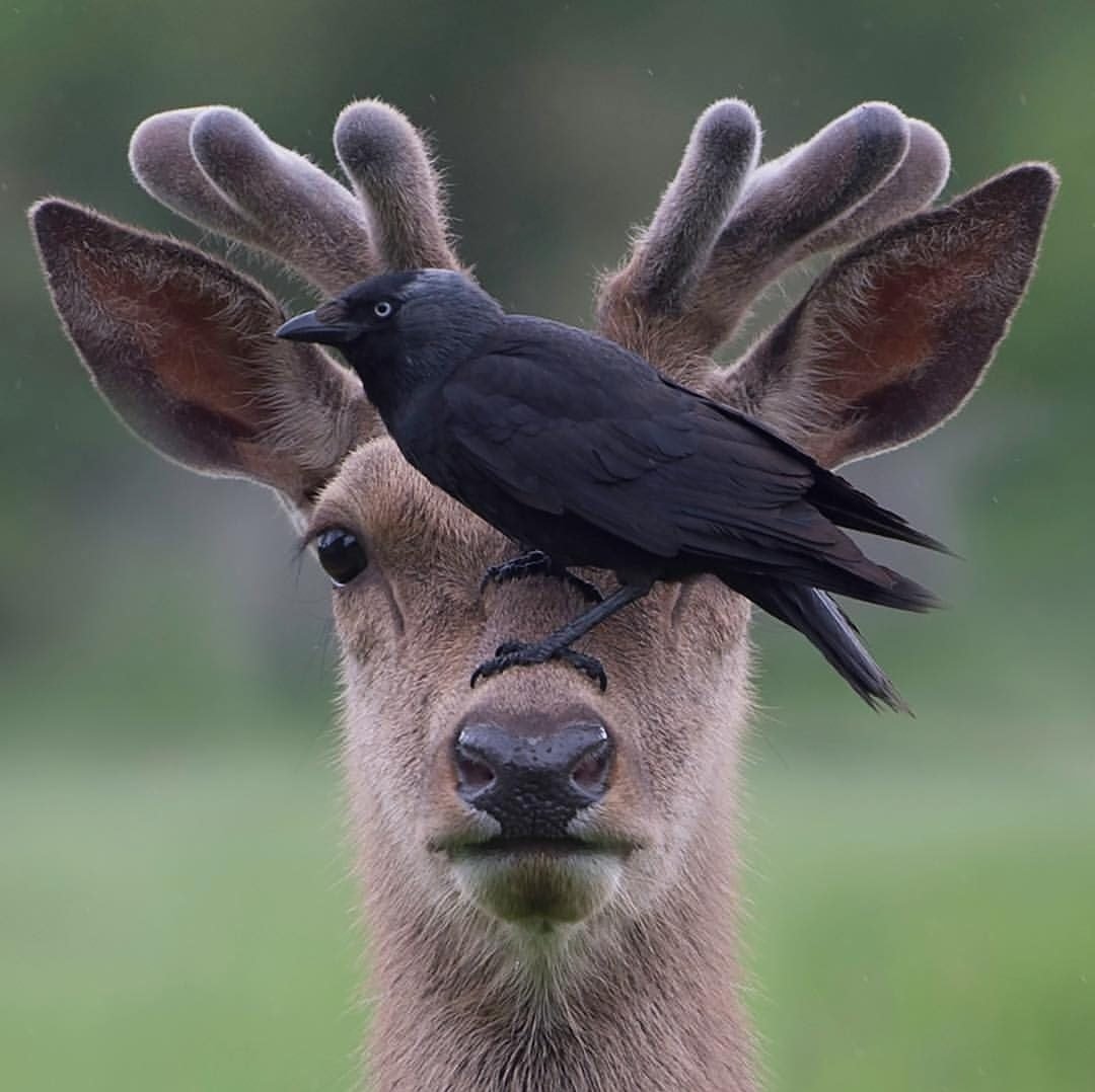 СЮЖЕТ - оригинал