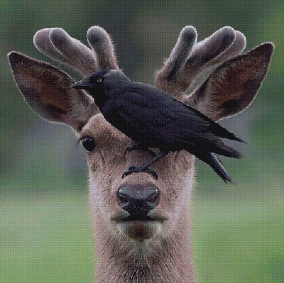 СЮЖЕТ - предпросмотр