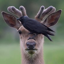 Схема вышивки «СЮЖЕТ»