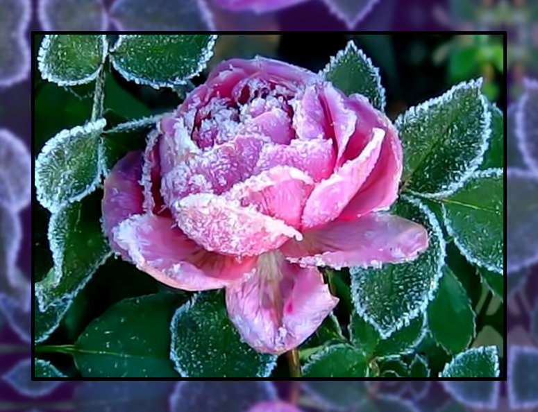 Иней на розе. - роза., иней - оригинал