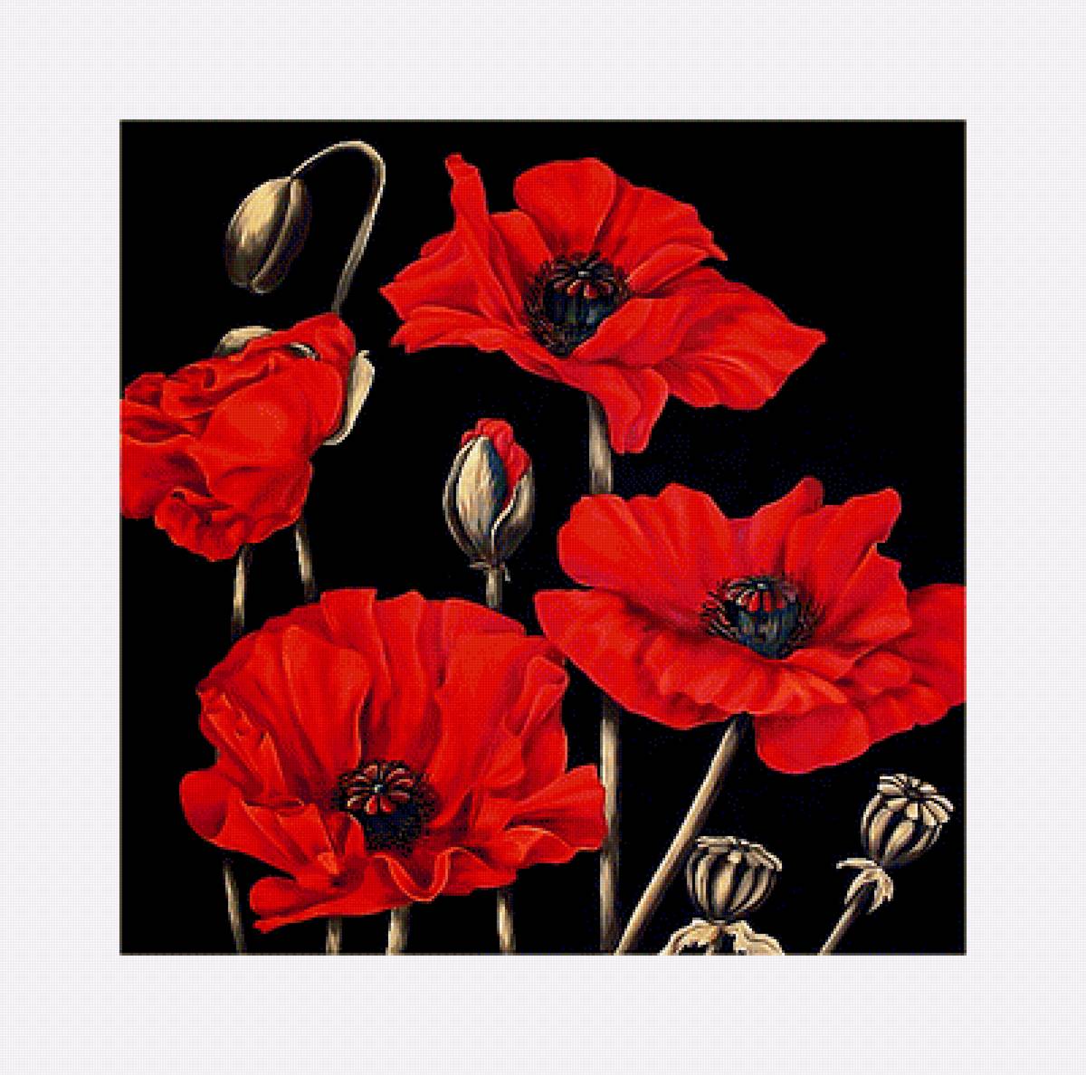 Серия "Маки". - цветы, флора, маки - предпросмотр