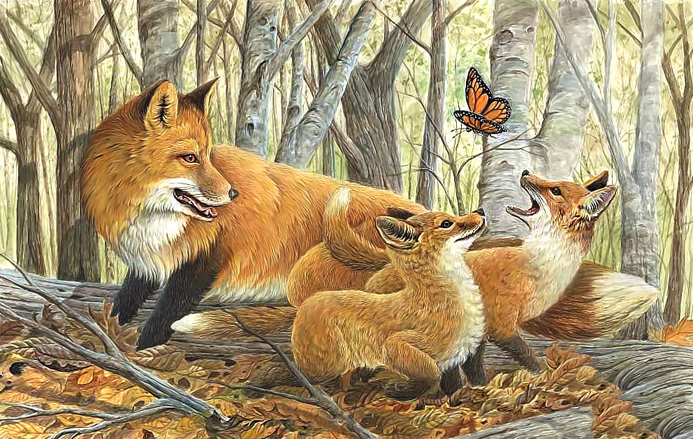 Серия "Лисы" - лисы, животные - оригинал