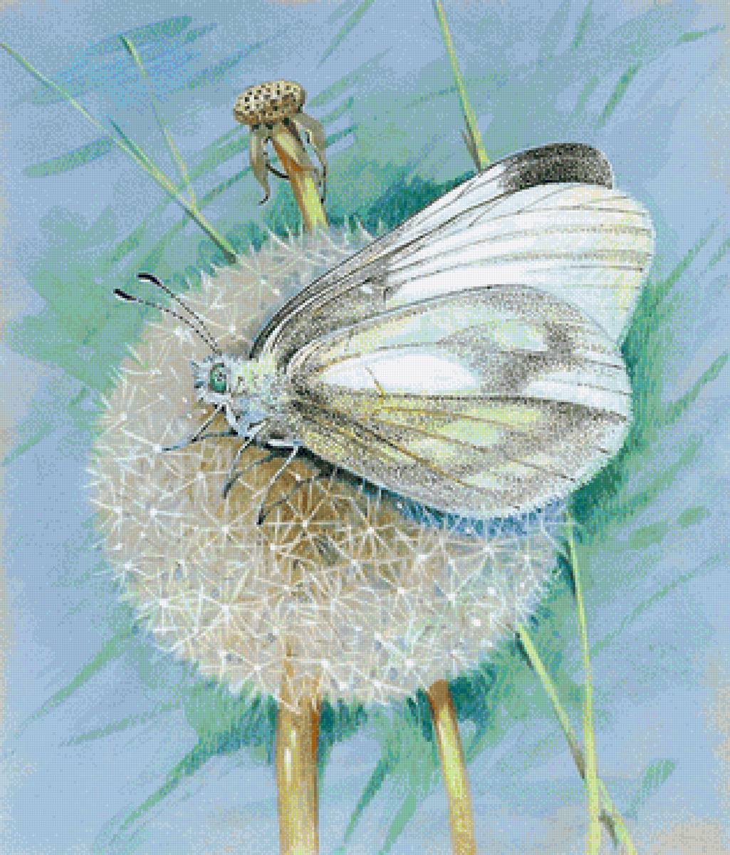 одуванчик и матылёк - предпросмотр