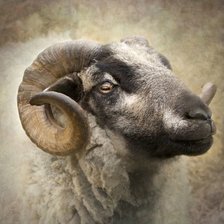 Схема вышивки «kozel»