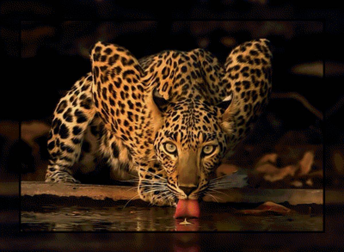 Лео.. - взгляд, хищник, отражение., леопард - предпросмотр