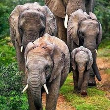 Схема вышивки «Слоны»