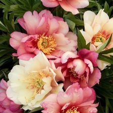 Схема вышивки «пионы»