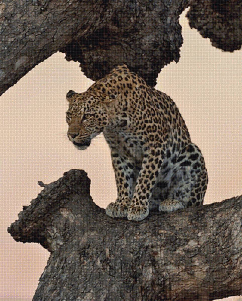 леопард - предпросмотр
