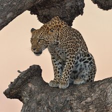 Схема вышивки «леопард»