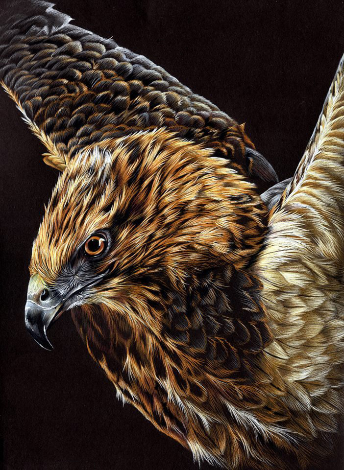 №1937061 - орлы, птицы, животные, хищники - оригинал