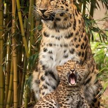 Схема вышивки «дикие»