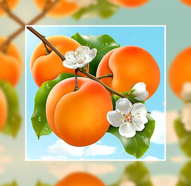 Абрикосы. - фрукты., абрикосы - оригинал