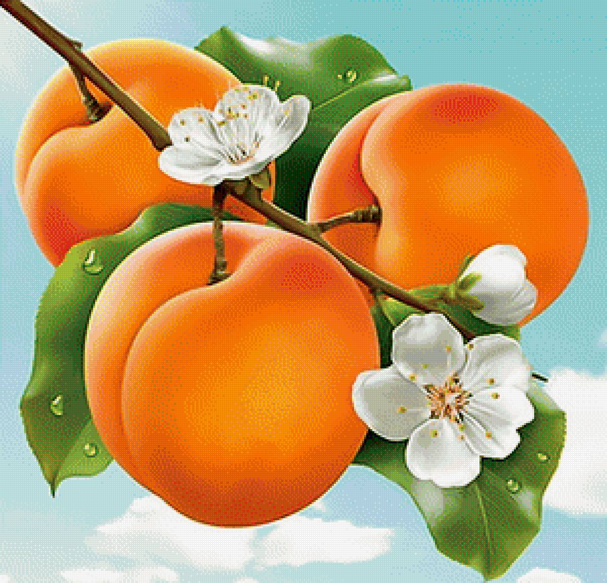 Абрикосы2. - фрукты., абрикосы - предпросмотр