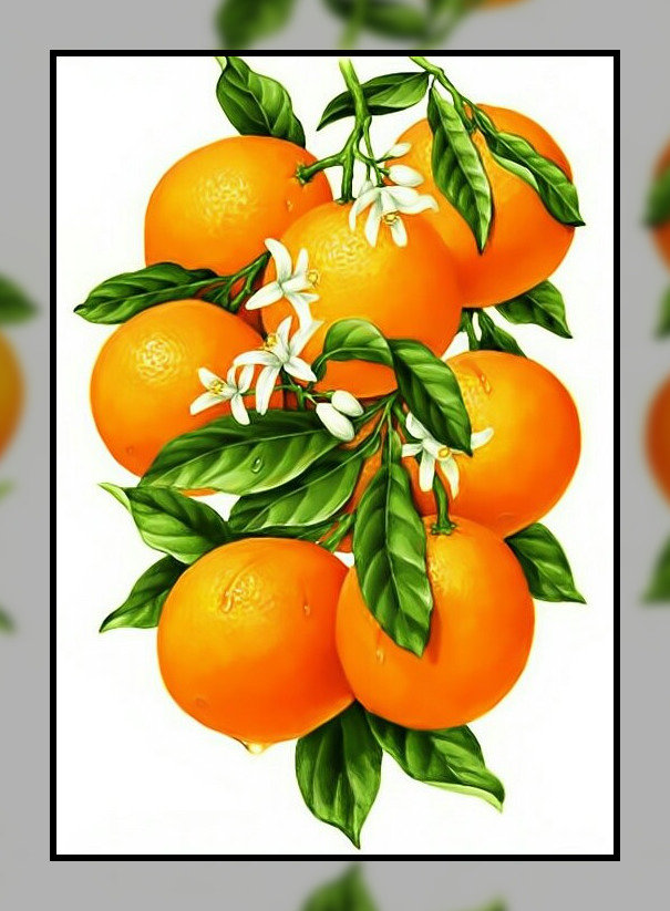 Ветка апельсина. - ветка, фрукты, апельсины. - оригинал