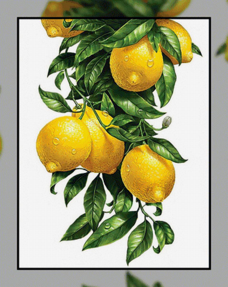 Ветка лимона. - фрукты, лимоны., ветка - предпросмотр