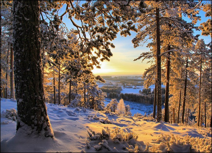 Рассвет - лес, снег, зима, рассвет - оригинал
