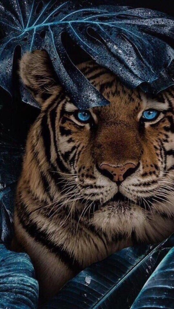 тигр - оригинал