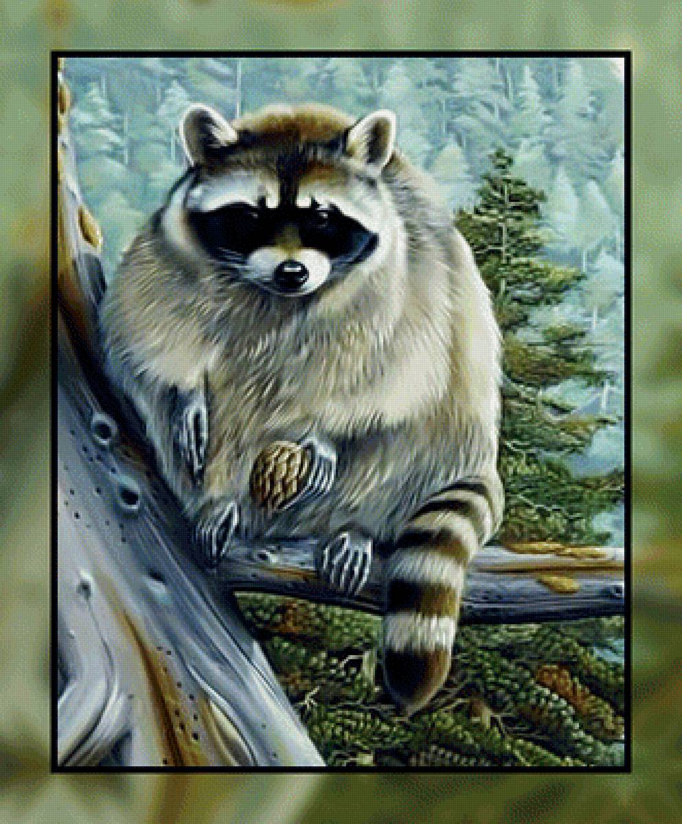 Енот на дереве. - дерево, природа., енот - предпросмотр