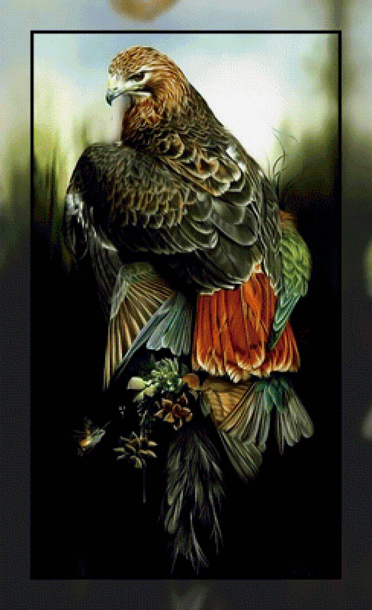 Ястреб. - птица., ястреб, хищник - предпросмотр