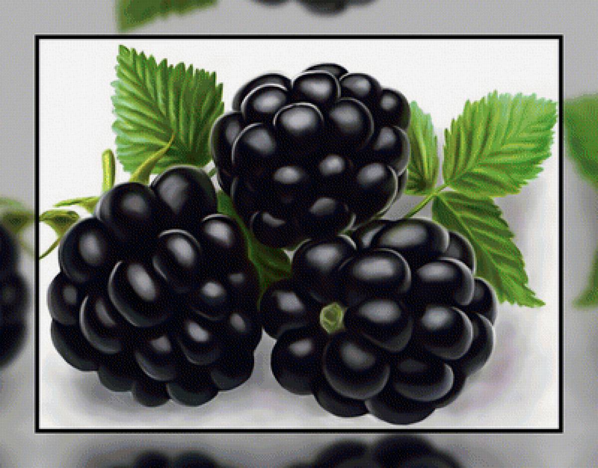 Ежевика. - ягоды., ежевика - предпросмотр