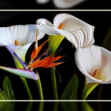 Схема вышивки «Каллы2.»