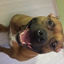 Схема вышивки «STAFF»