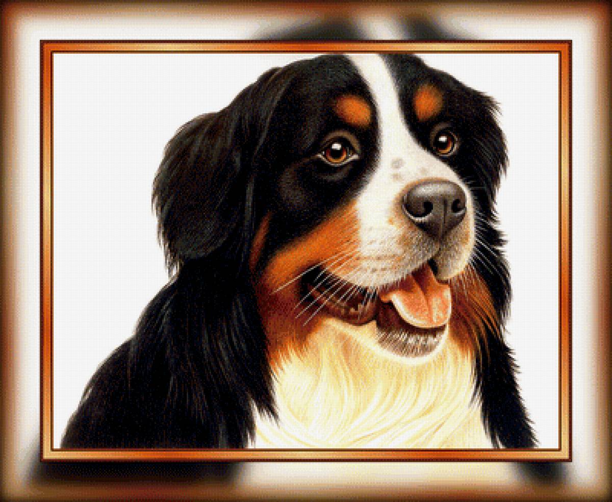 №1938720 - животные, собаки - предпросмотр