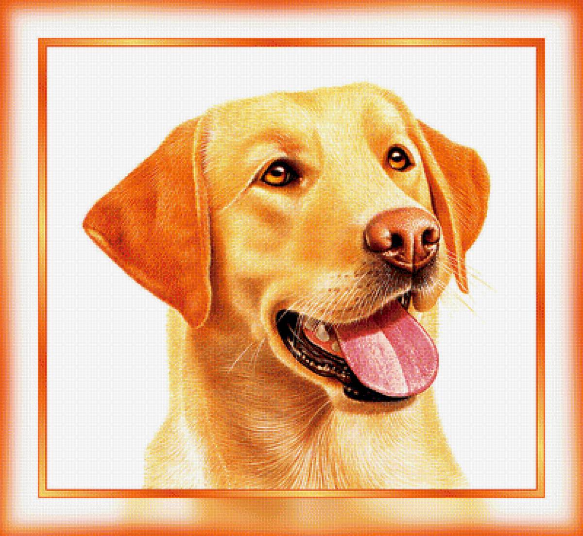 №1938729 - собаки, животные - предпросмотр