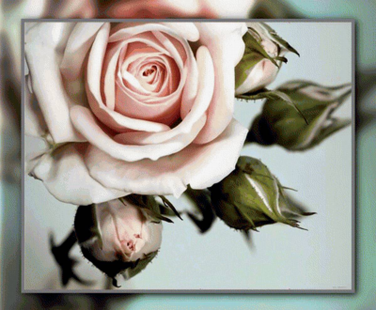 Розы. - розы, цветы. - предпросмотр