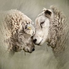 Схема вышивки «barany»