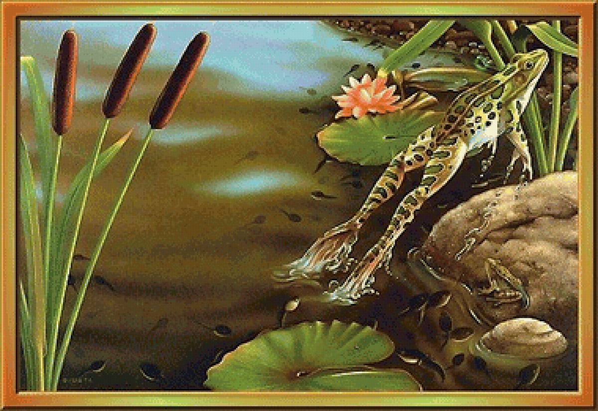 лягушки - мир животных - предпросмотр