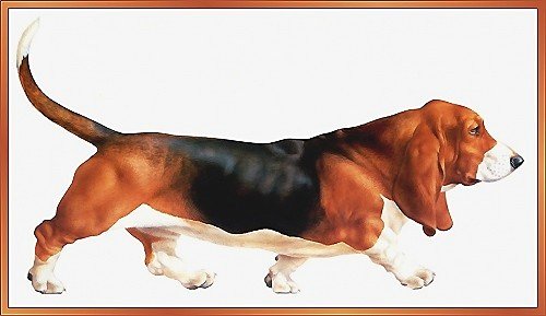 собака - собаки - оригинал